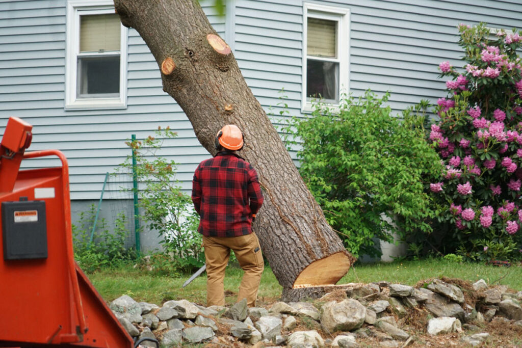 Stump Grinding In Manassas